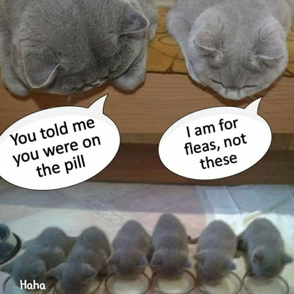 Meet your Posher, - Picture 7 of 7